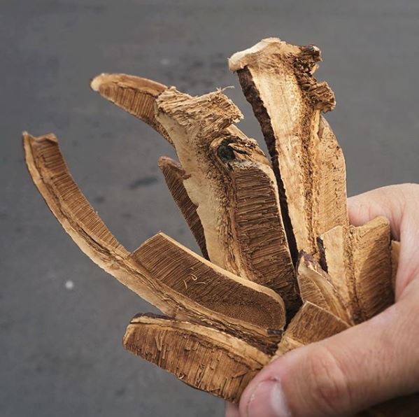 A hand holds long slices of brown Reishi mushrooms